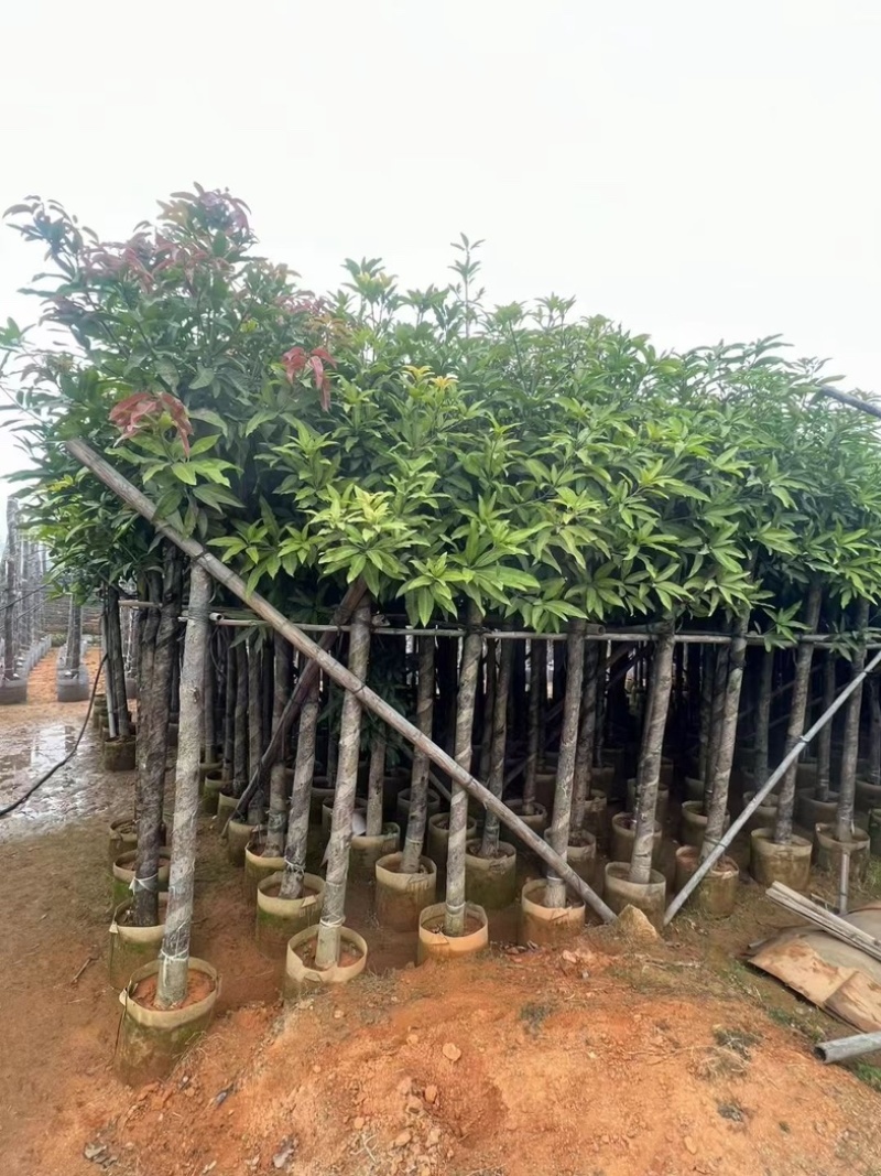截杆芒果树5～10公分基地直销规格齐全欢迎老板来电