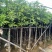 截杆芒果树5～10公分基地直销规格齐全欢迎老板来电