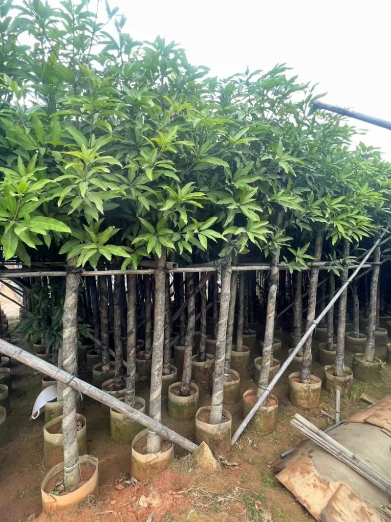 截杆芒果树5～10公分基地直销规格齐全欢迎老板来电
