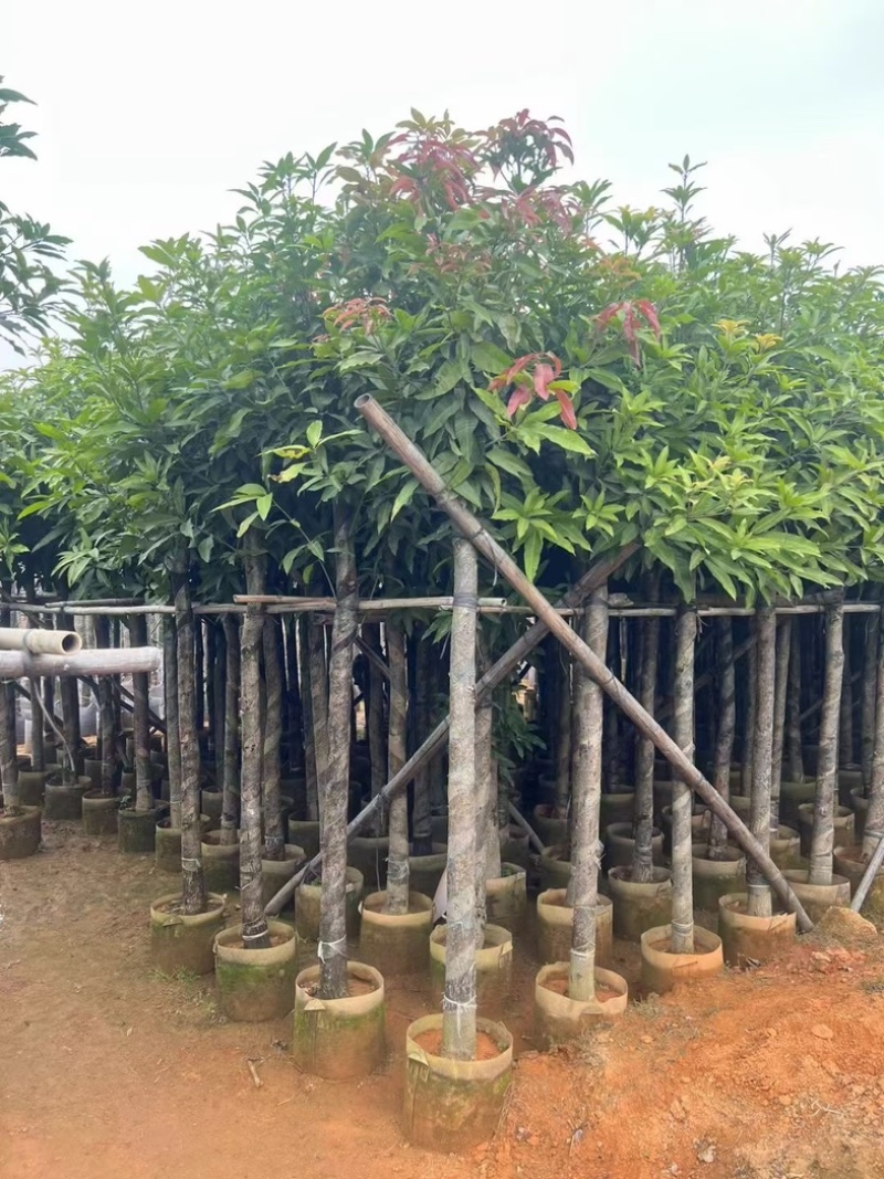 截杆芒果树5～10公分基地直销规格齐全欢迎老板来电
