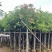 截杆芒果树5～10公分基地直销规格齐全欢迎老板来电