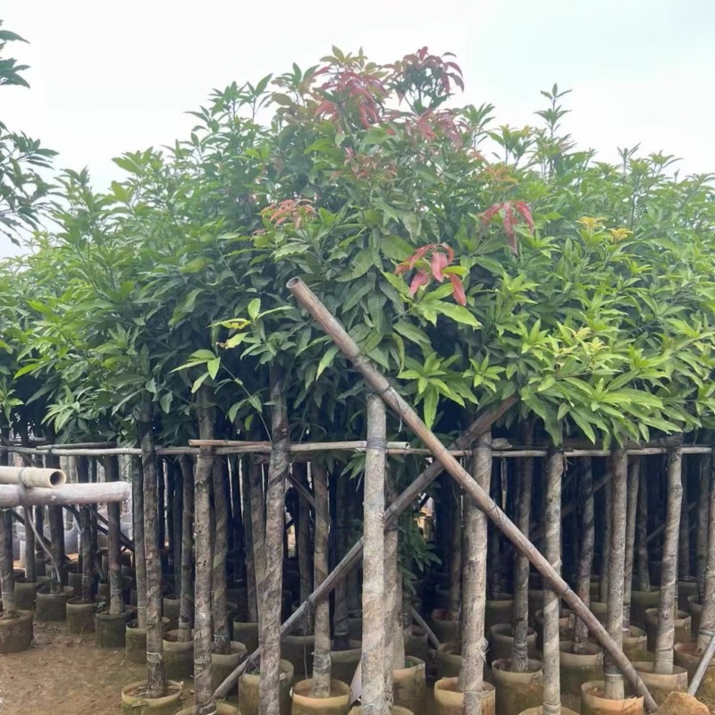 截杆芒果树5～10公分基地直销规格齐全欢迎老板来电