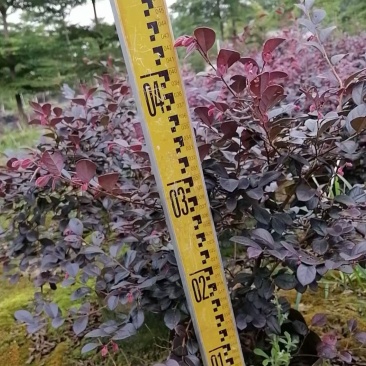 红继木袋苗基地直销规格齐全欢迎老板来电咨询合作