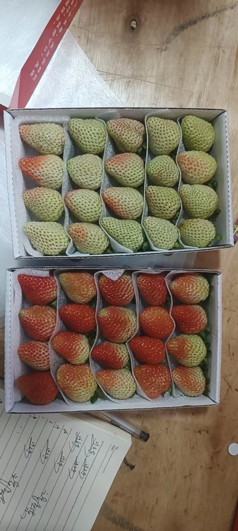 云南商用四季草莓烘焙果茶水果捞糖葫芦专用草莓