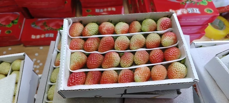 云南商用四季草莓烘焙果茶水果捞糖葫芦专用草莓