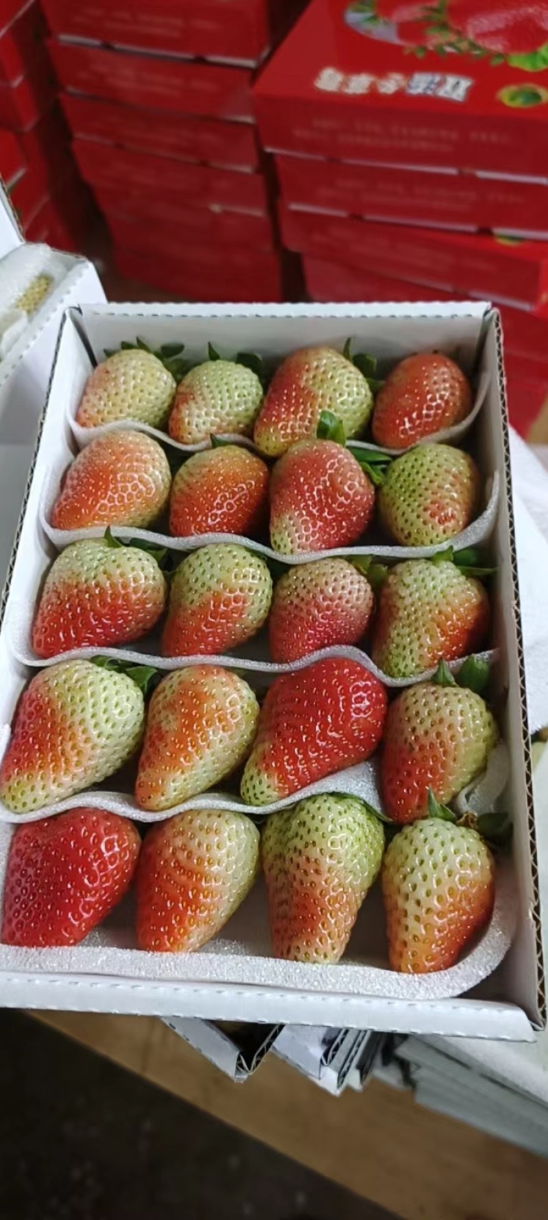 云南商用四季草莓烘焙果茶水果捞糖葫芦专用草莓