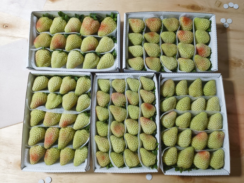 云南商用四季草莓烘焙果茶水果捞糖葫芦专用草莓