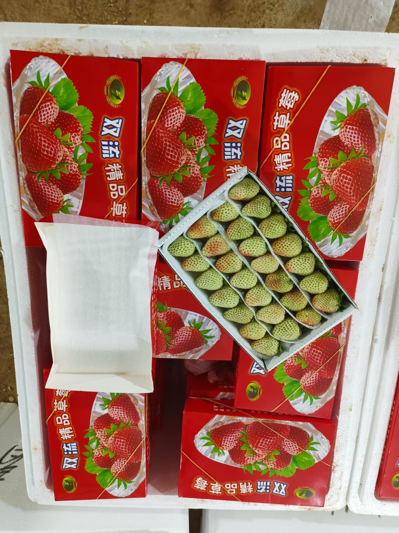 云南商用四季草莓烘焙果茶水果捞糖葫芦专用草莓
