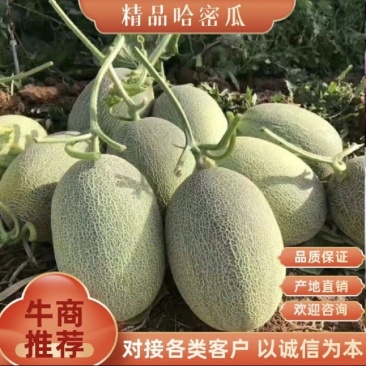 山东西州蜜小蜜25哈蜜瓜网纹瓜万亩基地直供！