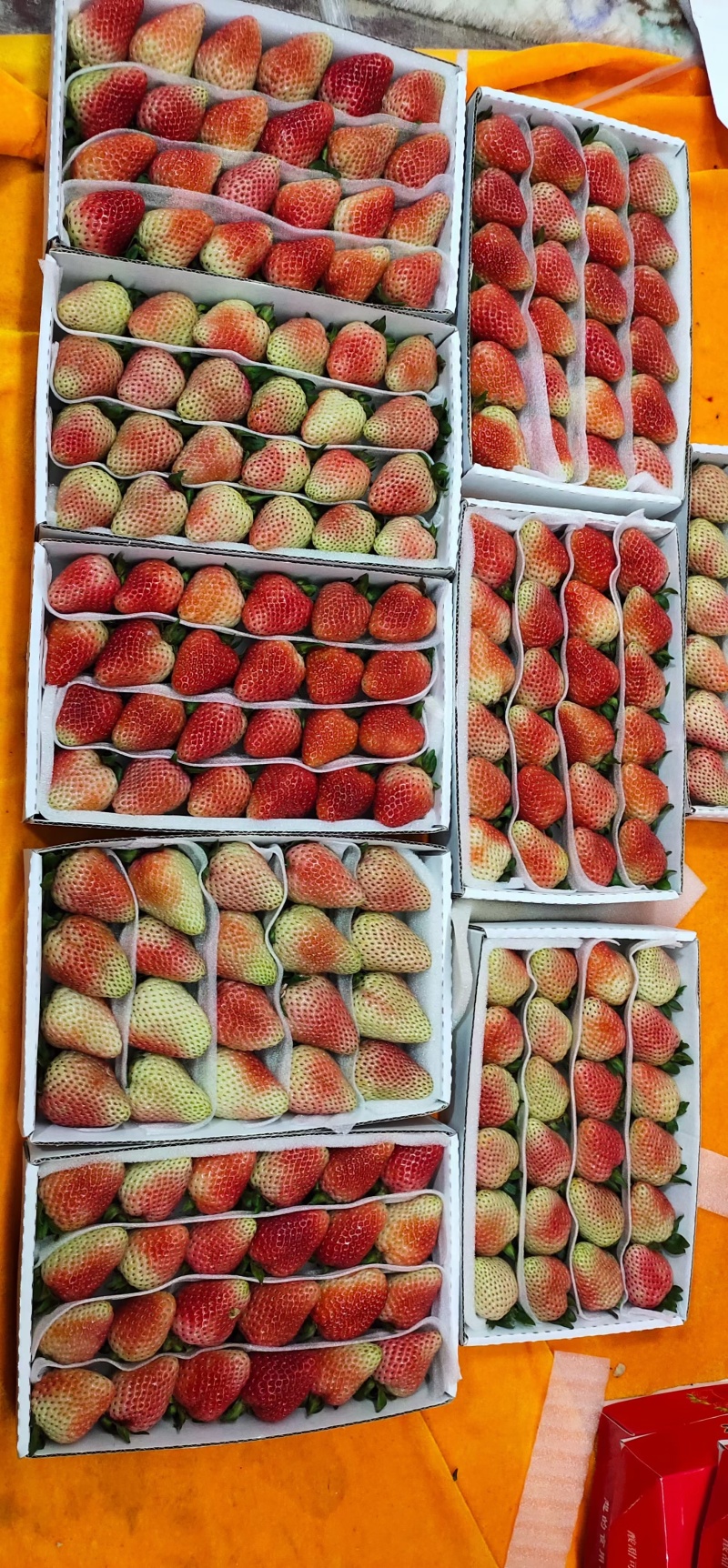 【牛商推荐】蒙特瑞草莓产地一手货源现摘现发量大从优