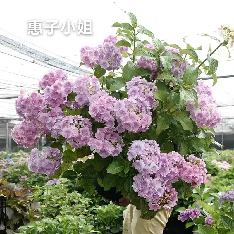 重瓣绣球袋苗可用于园林工程绿化全国各地都可发货品种多