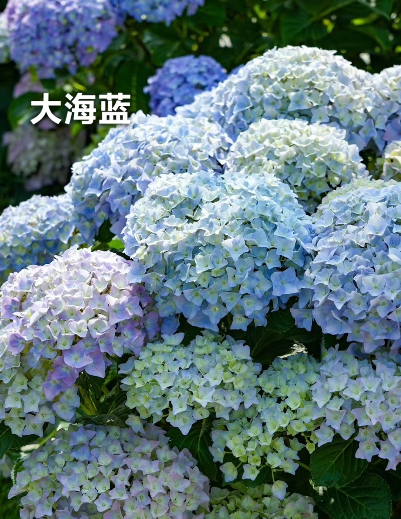 重瓣绣球袋苗可用于园林工程绿化全国各地都可发货品种多