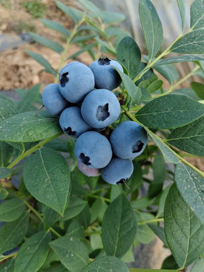 青岛宝山蓝莓.奥尼尔，薄雾，莱克西
