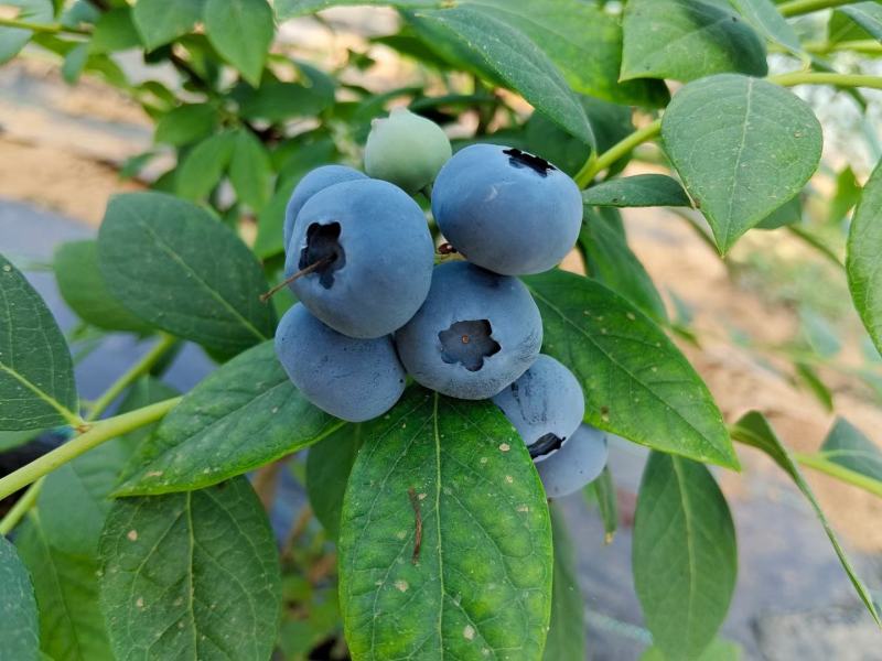 青岛宝山蓝莓.奥尼尔，薄雾，莱克西