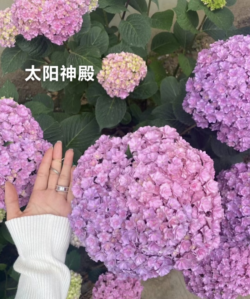 重瓣绣球袋苗可用于园林工程绿化全国各地都可发货品种多