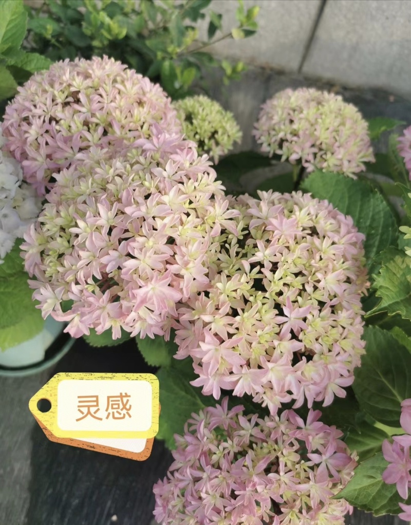 重瓣绣球袋苗可用于园林工程绿化全国各地都可发货品种多