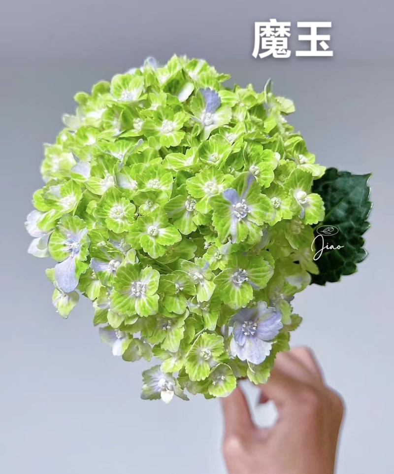 重瓣绣球袋苗可用于园林工程绿化全国各地都可发货品种多