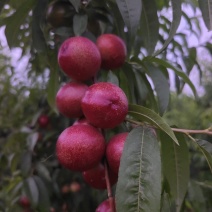 珍珠枣油桃中油4号