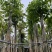 桃花心木6～20公分基地直销规格齐全欢迎老板来电咨询