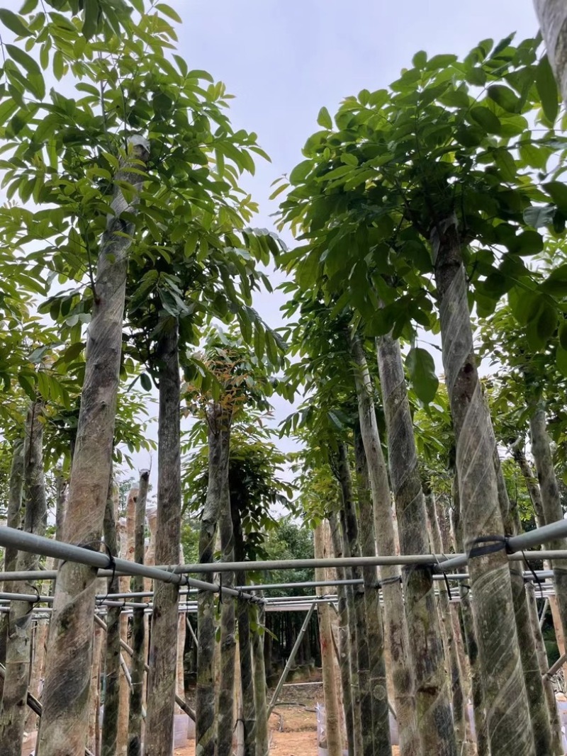 桃花心木6～20公分基地直销规格齐全欢迎老板来电咨询