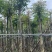 桃花心木6～20公分基地直销规格齐全欢迎老板来电咨询