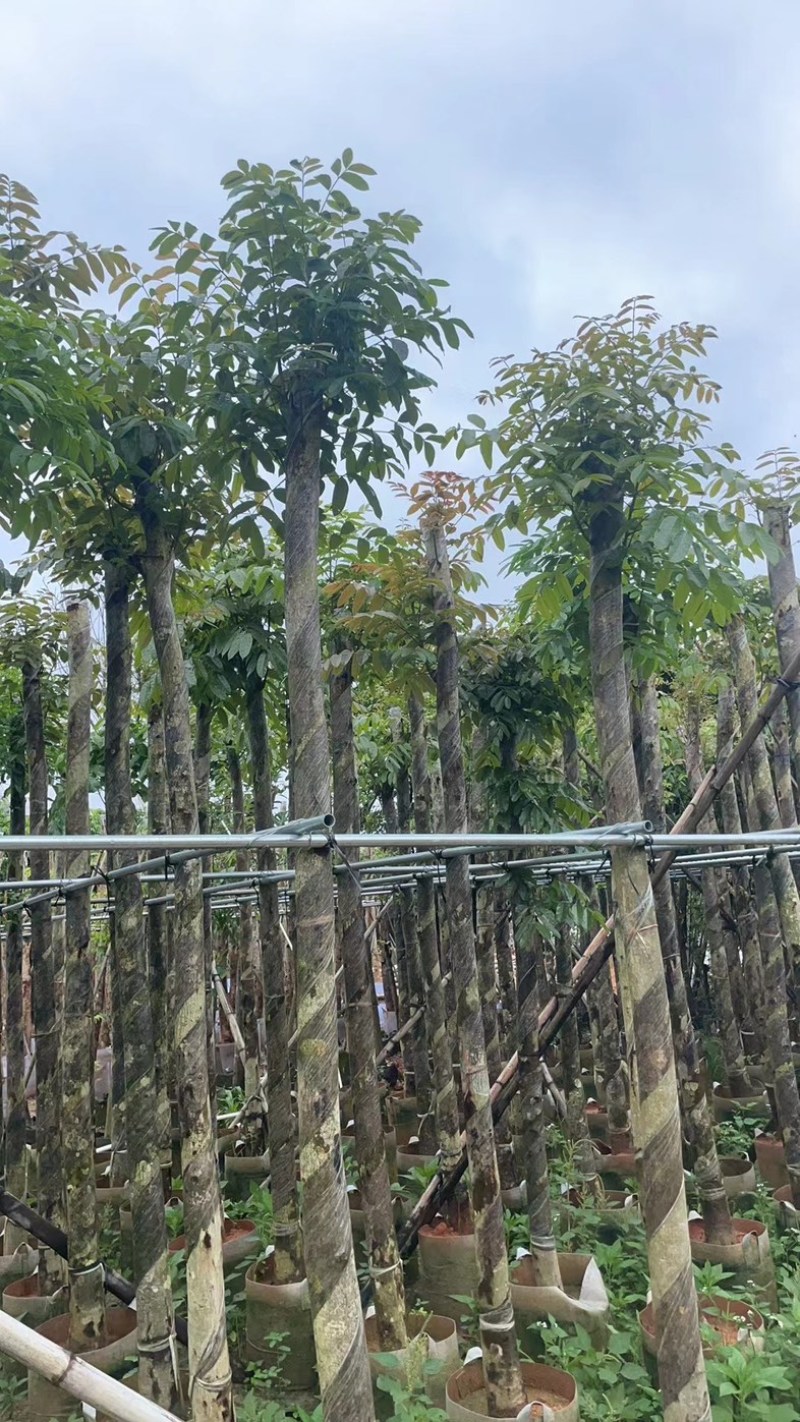 桃花心木6～20公分基地直销规格齐全欢迎老板来电咨询