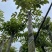 桃花心木6～20公分基地直销规格齐全欢迎老板来电咨询