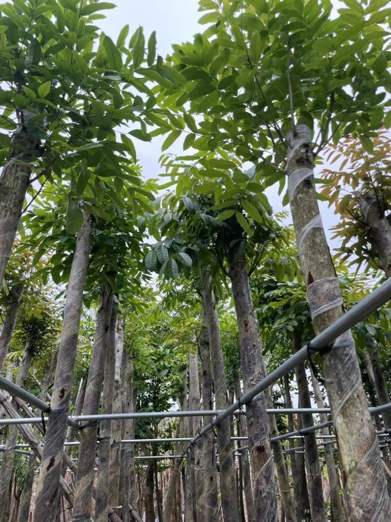 桃花心木6～20公分基地直销规格齐全欢迎老板来电咨询