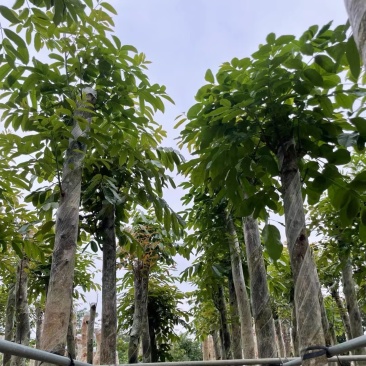 桃花心木6～20公分基地直销规格齐全欢迎老板来电咨询