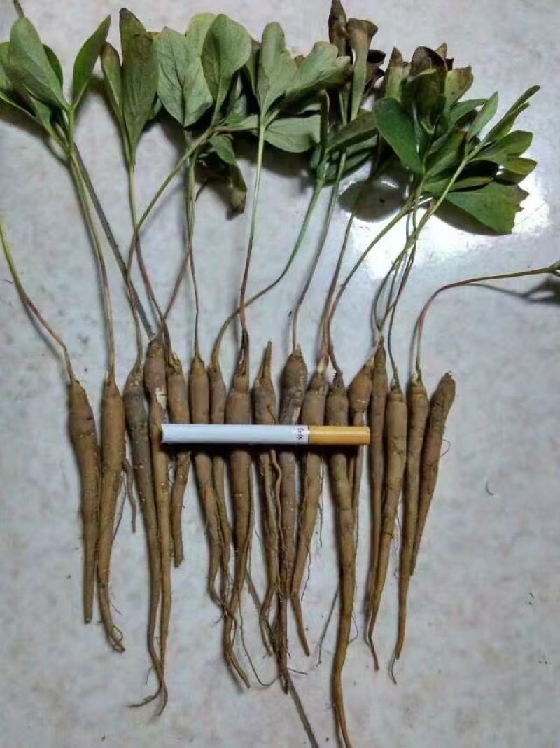 白芍种苗