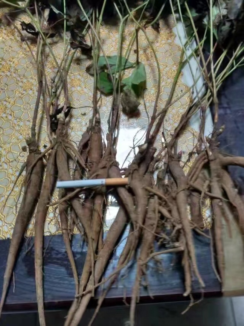 白芍种苗