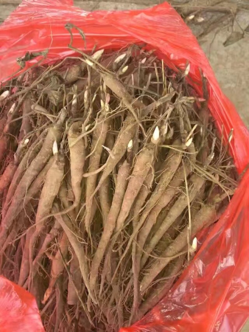 一年赤芍苗
