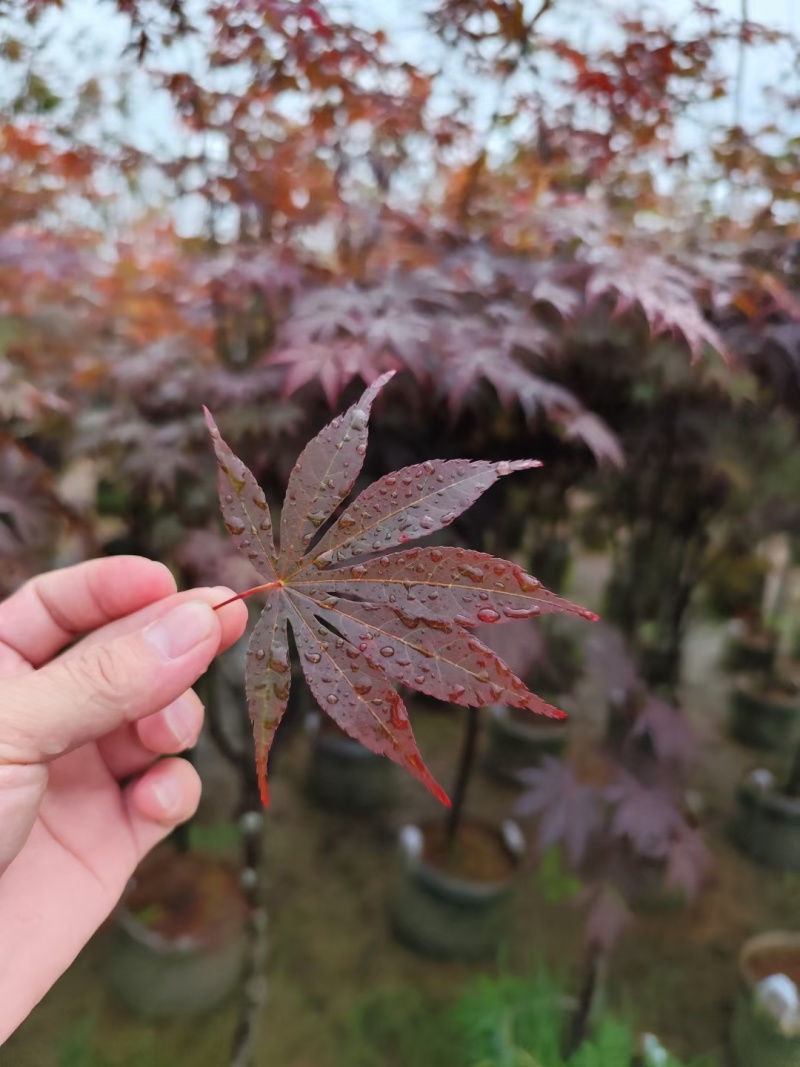 大量红枫3-5分出售。基地现货直销