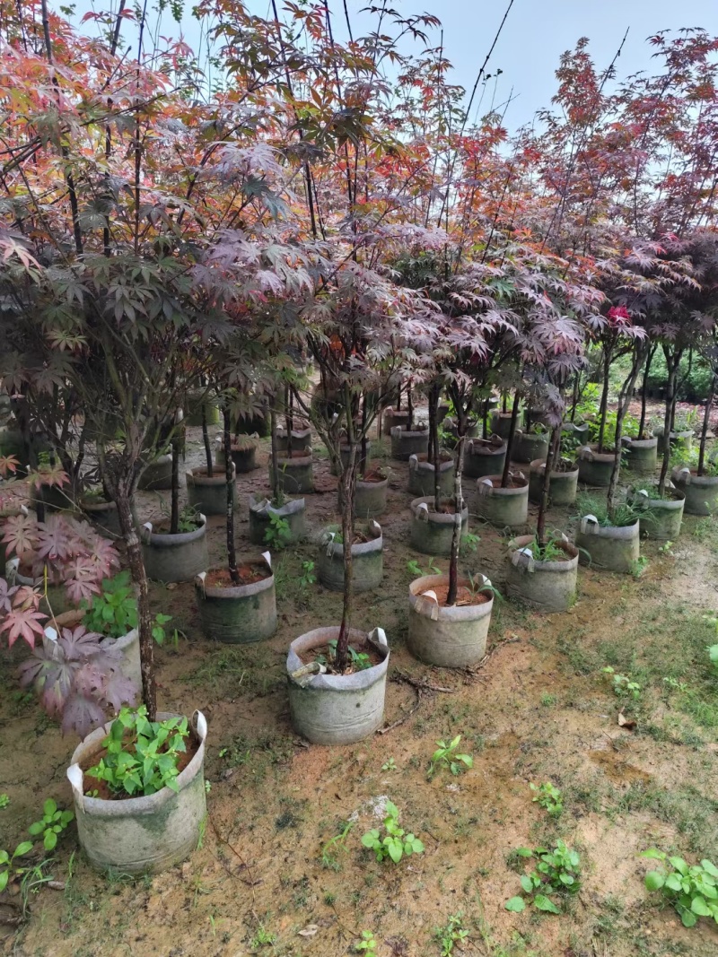 大量红枫3-5分出售。基地现货直销
