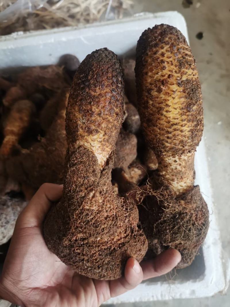 锁阳，云南产地，干货包邮