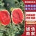 陕西蒲城大棚直生苗慕田家宝，现已大量上市，物美价廉！