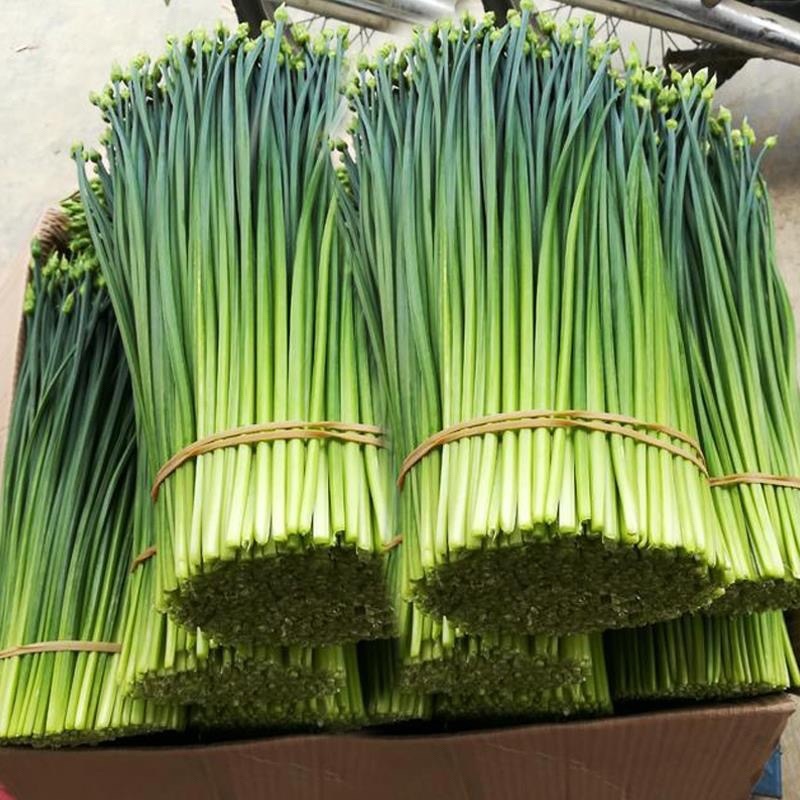韮苔江苏盐城韭苔大量供应产地直发可视频看货品质保证