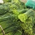 韮苔江苏盐城韭苔大量供应产地直发可视频看货品质保证