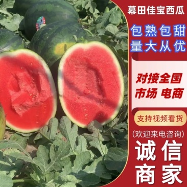 陕西蒲城大棚直生苗慕田家宝，现已大量上市，物美价廉！
