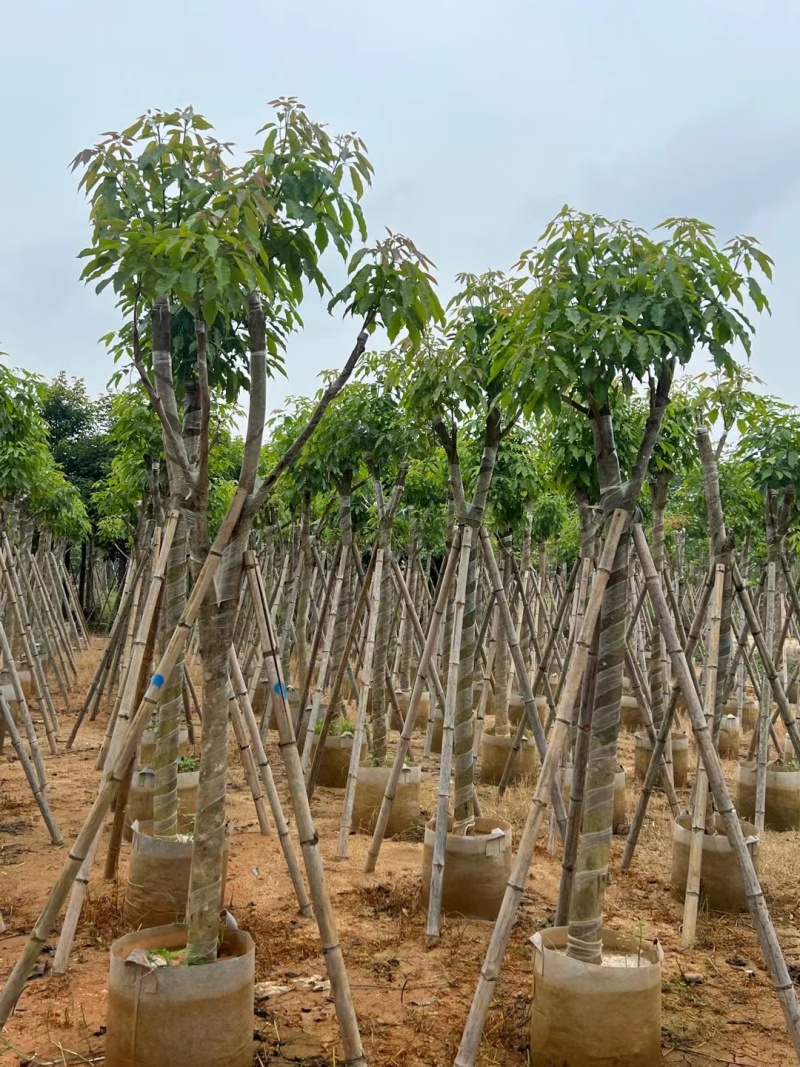 紫花风铃木嫁接绣球8-12公分出售，基地直销