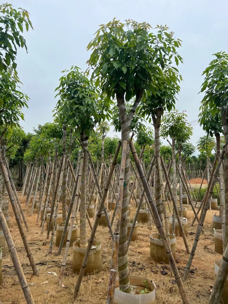 紫花风铃木嫁接绣球8-12公分出售，基地直销