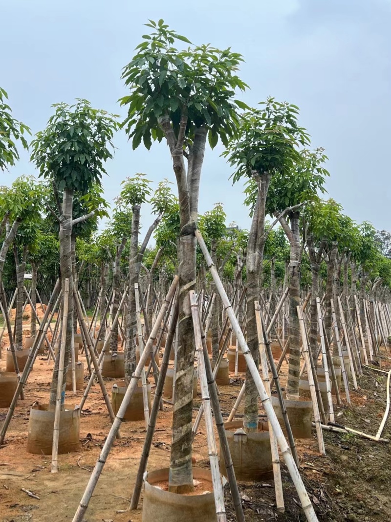 紫花风铃木嫁接绣球8-12公分出售，基地直销