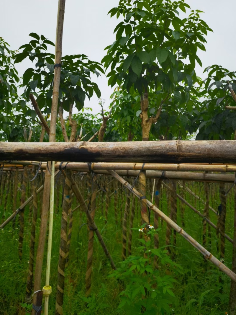 出售3-8公分紫花风铃木嫁接苗。基地直销