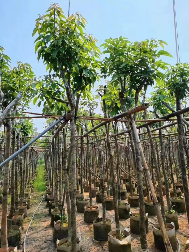 出售3-8公分紫花风铃木嫁接苗。基地直销