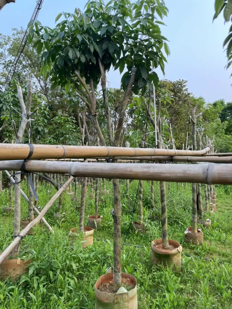 出售3-8公分紫花风铃木嫁接苗。基地直销