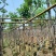 出售3-8公分紫花风铃木嫁接苗。基地直销