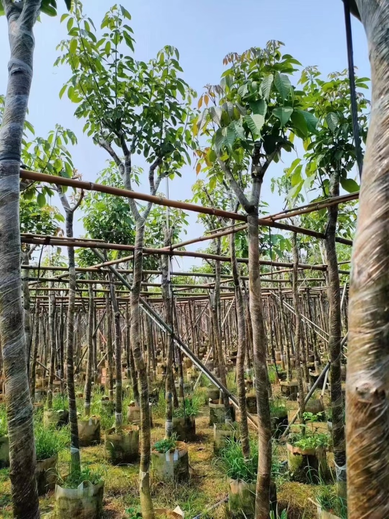 出售3-8公分紫花风铃木嫁接苗。基地直销