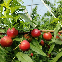 大荔油桃精品货源规格齐全欢迎来电咨询选购