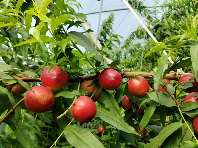 大荔油桃精品货源规格齐全欢迎来电咨询选购