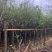 紫玉兰3-6公分大量出售，基地现货直销